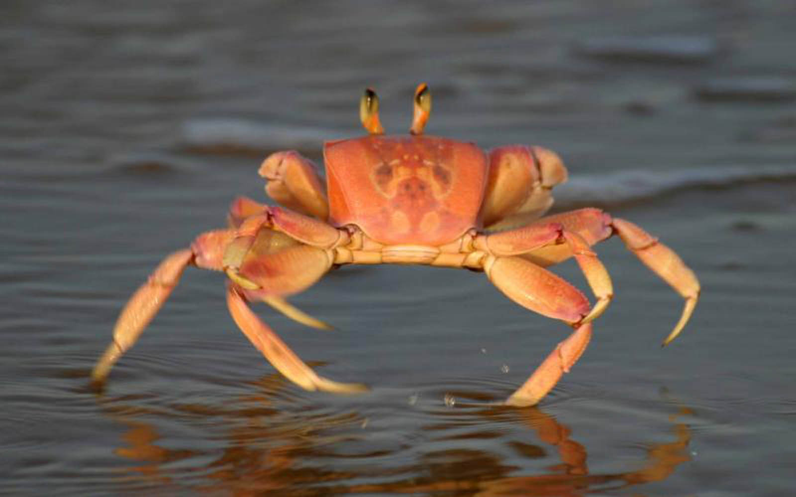 Crab Wallpaper Desktop Background