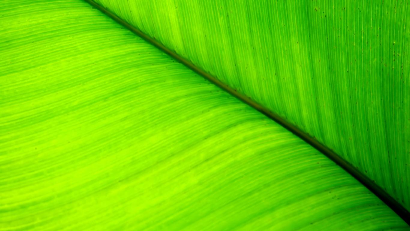 Green Leaf HD Wallpaper Digitalhint