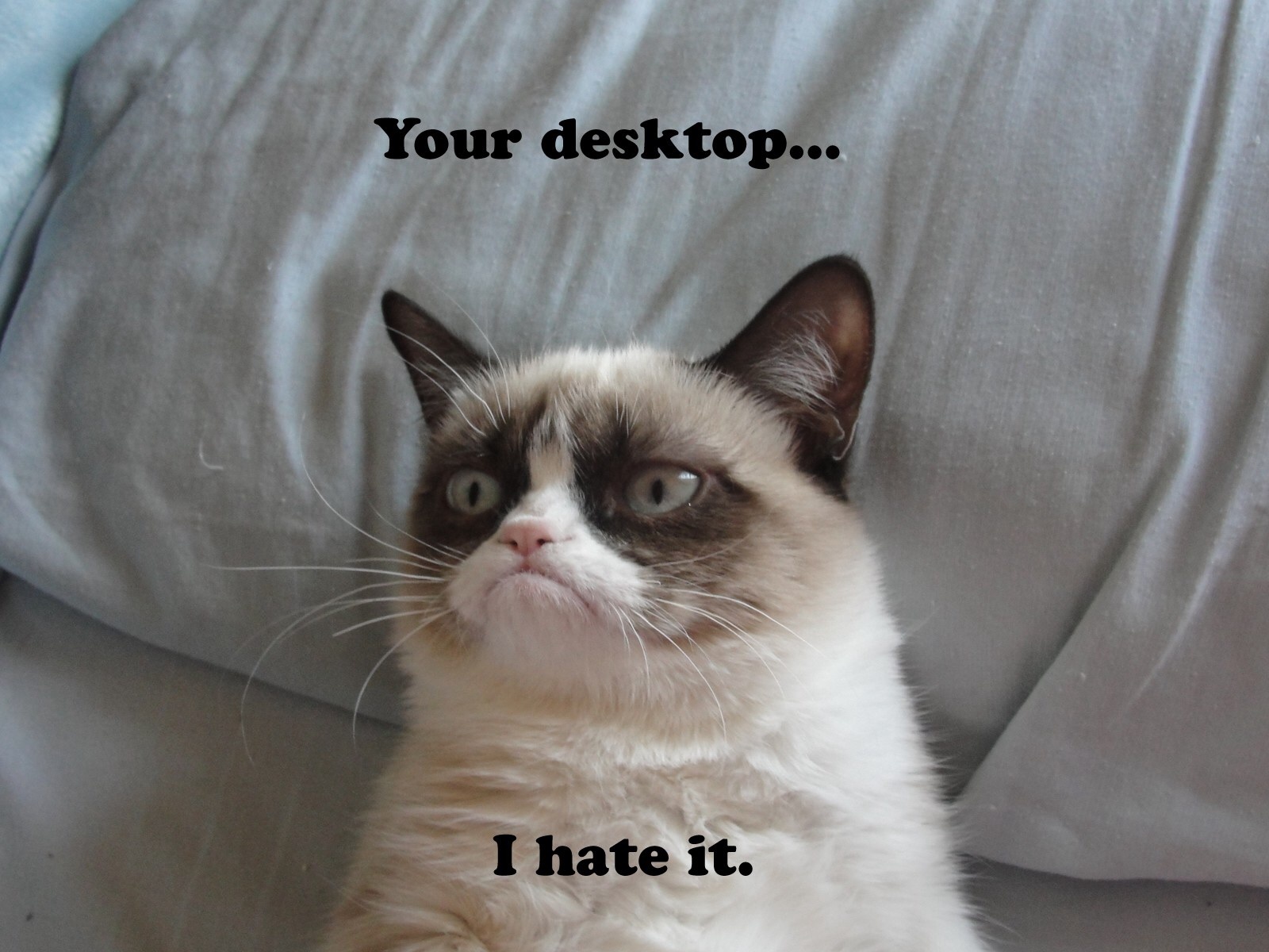 1600x1200 Grumpy Cat desktop PC and Mac wallpaper