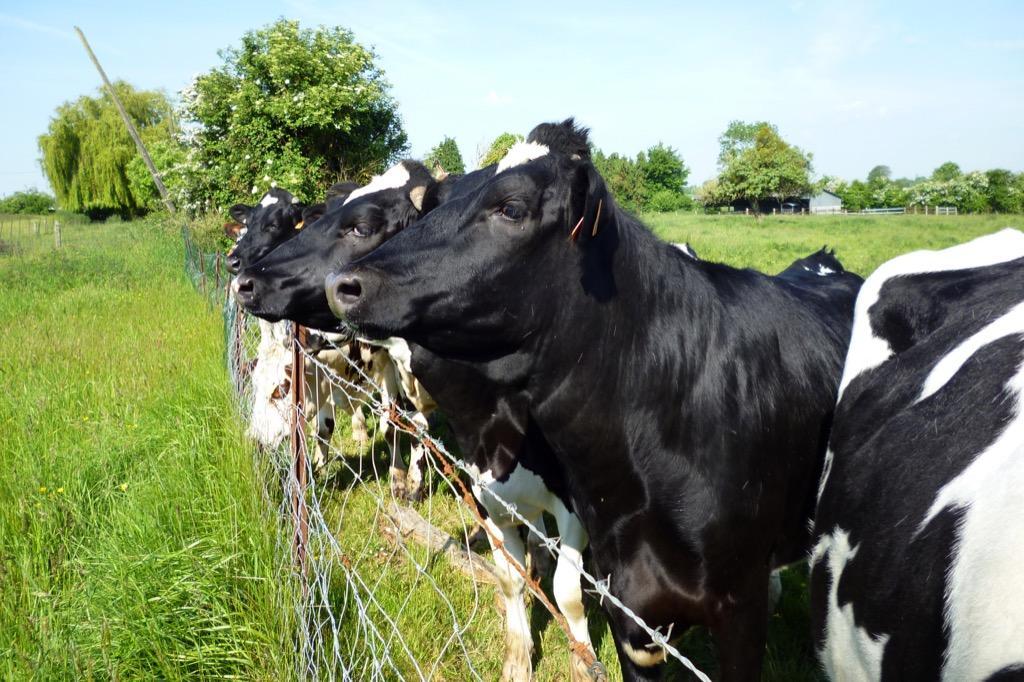 Holstein Cow Wallpaper For Android Apk