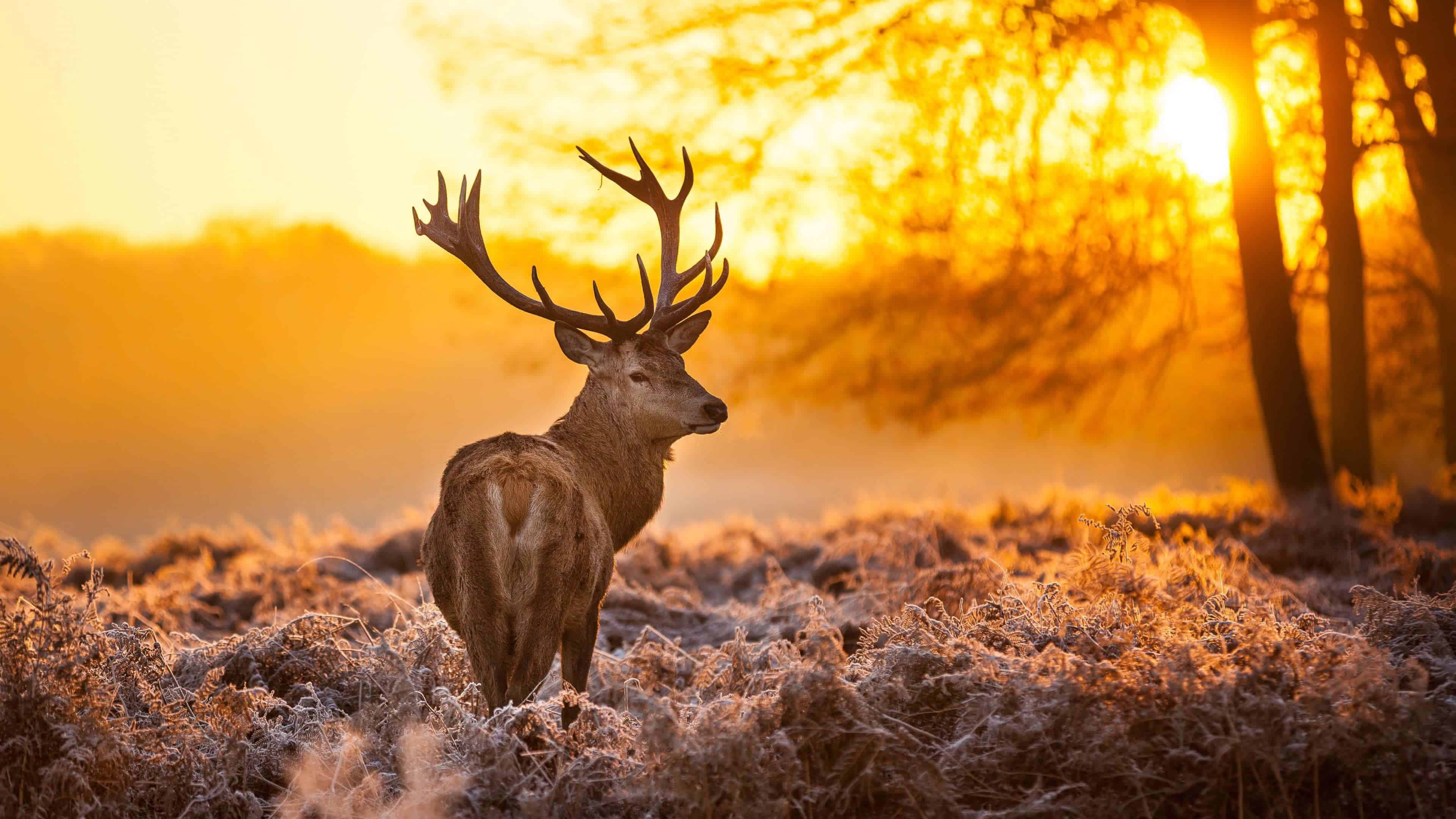 Reindeer At Sunset UHD 4k Wallpaper
