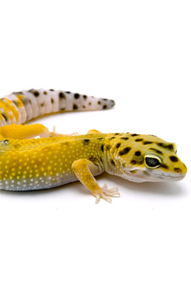 Leopard Gecko Animal iPhone Wallpaper S 3g
