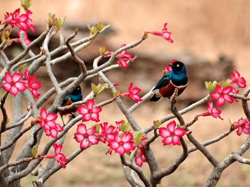 For Flower Lovers Flowers Desktop Wallpaper With Small Birds