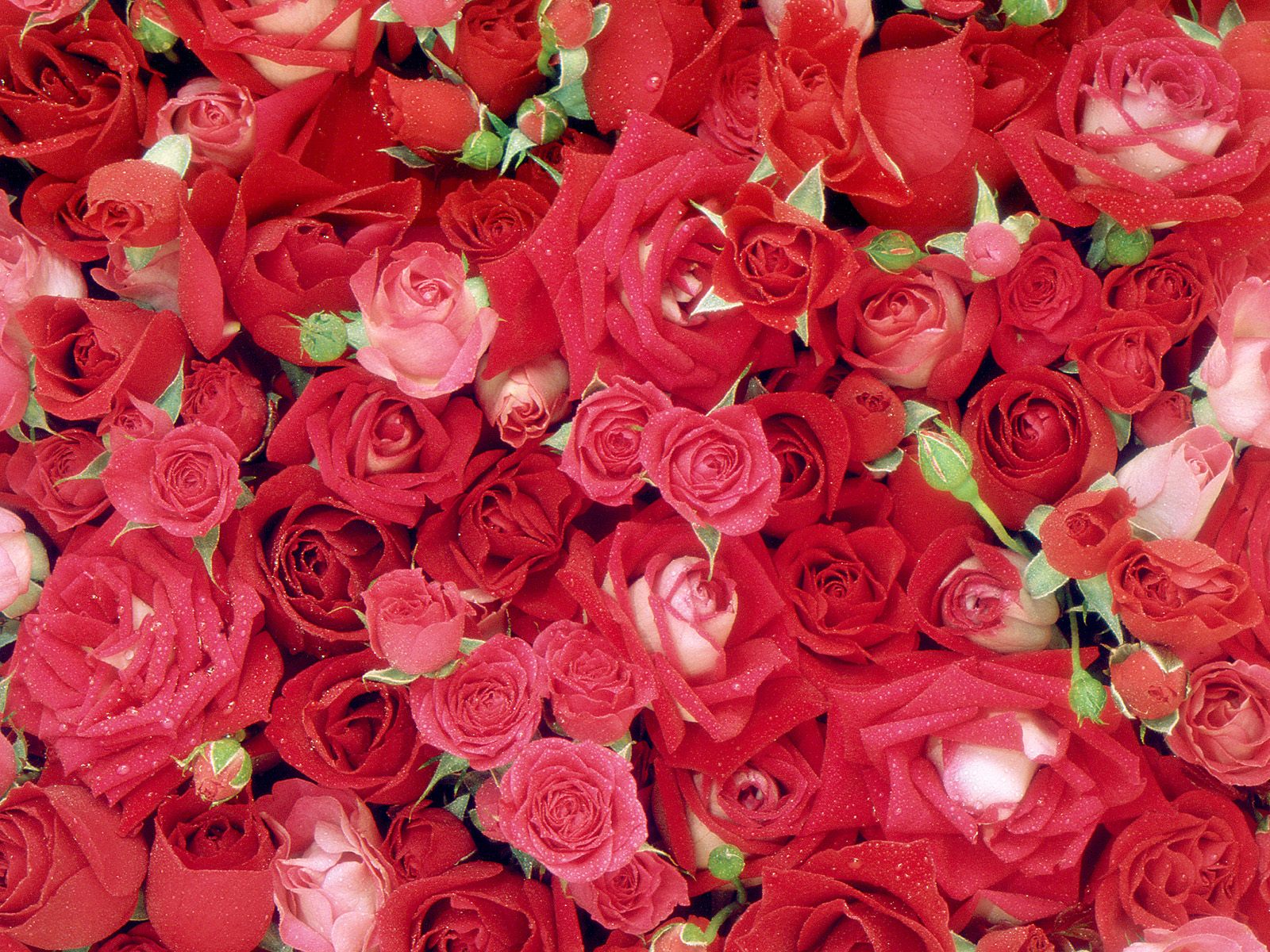 Fresh Roses Wallpaper HD