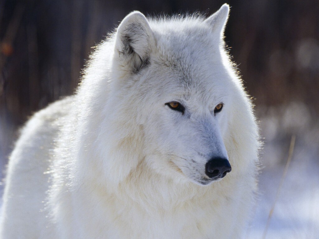 Desktop Background Animal Life All Animals Arctic Wolf Canada