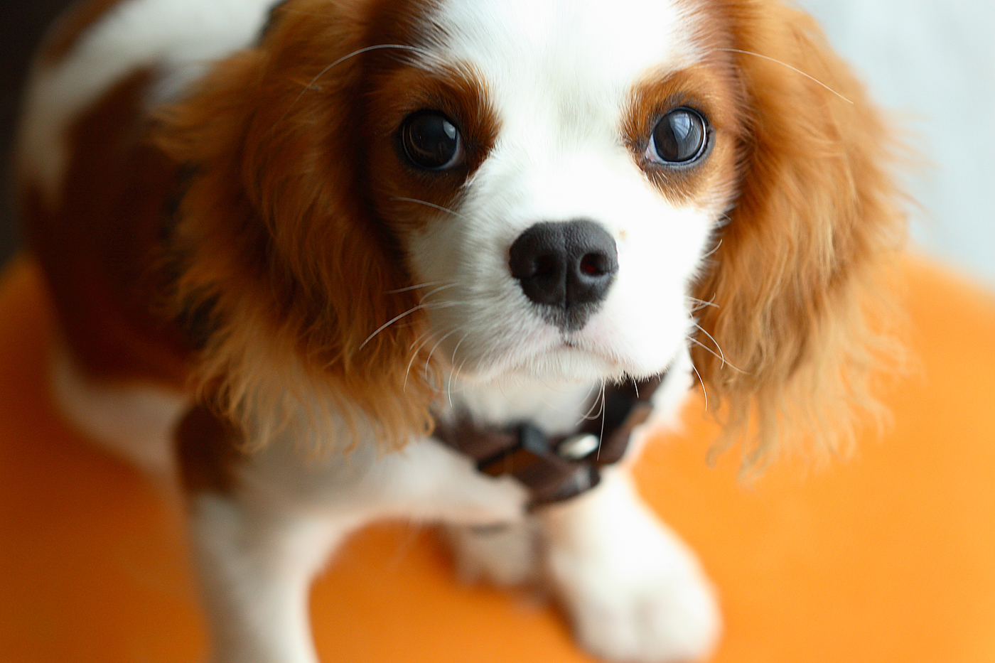 Cavalier King Charles Spaniel By Therese