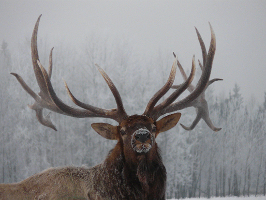 Monster Elk At Juniper Mountain Ranch