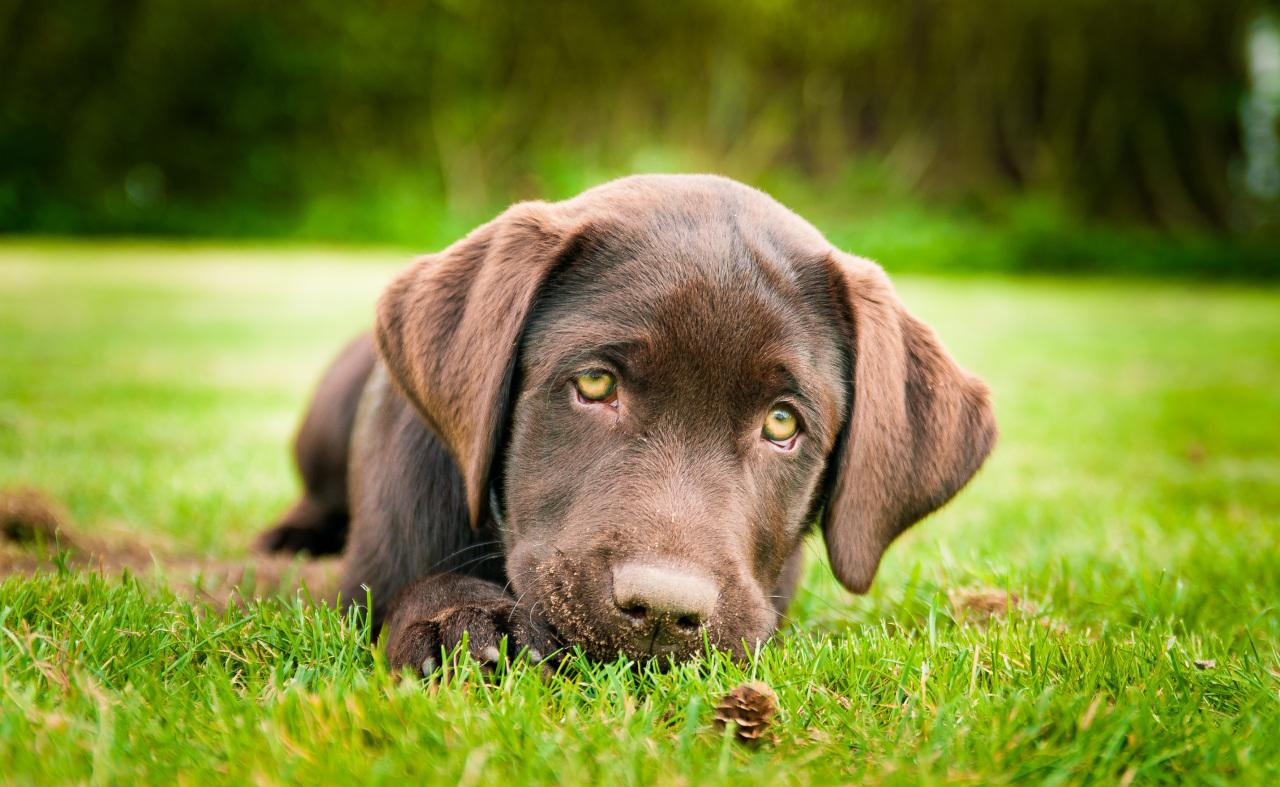 CHOCOLATE LAB PUPPY WALLPAPER   118467   HD Wallpapers