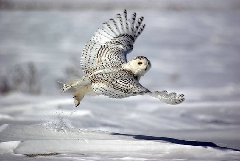 Snowy Owl Wallpaper Screensavers Sport Wallpapers Snowy Owl