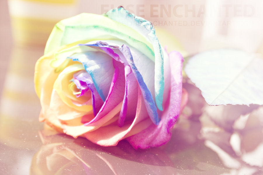Rainbow rose by EliseEnchanted on