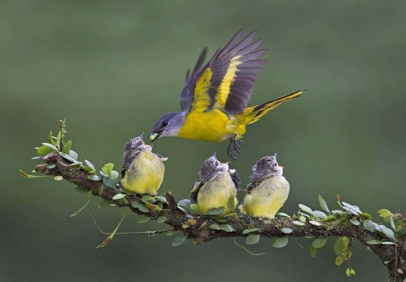 Mother Bird Picture Wallpaper