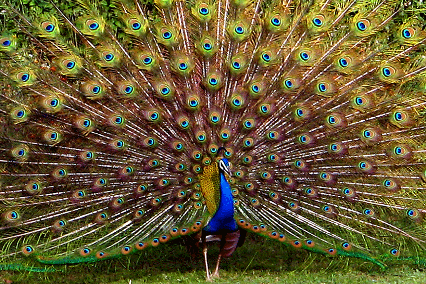 Free download Peacock feather wallpaper Funny Animal [864x576] for your