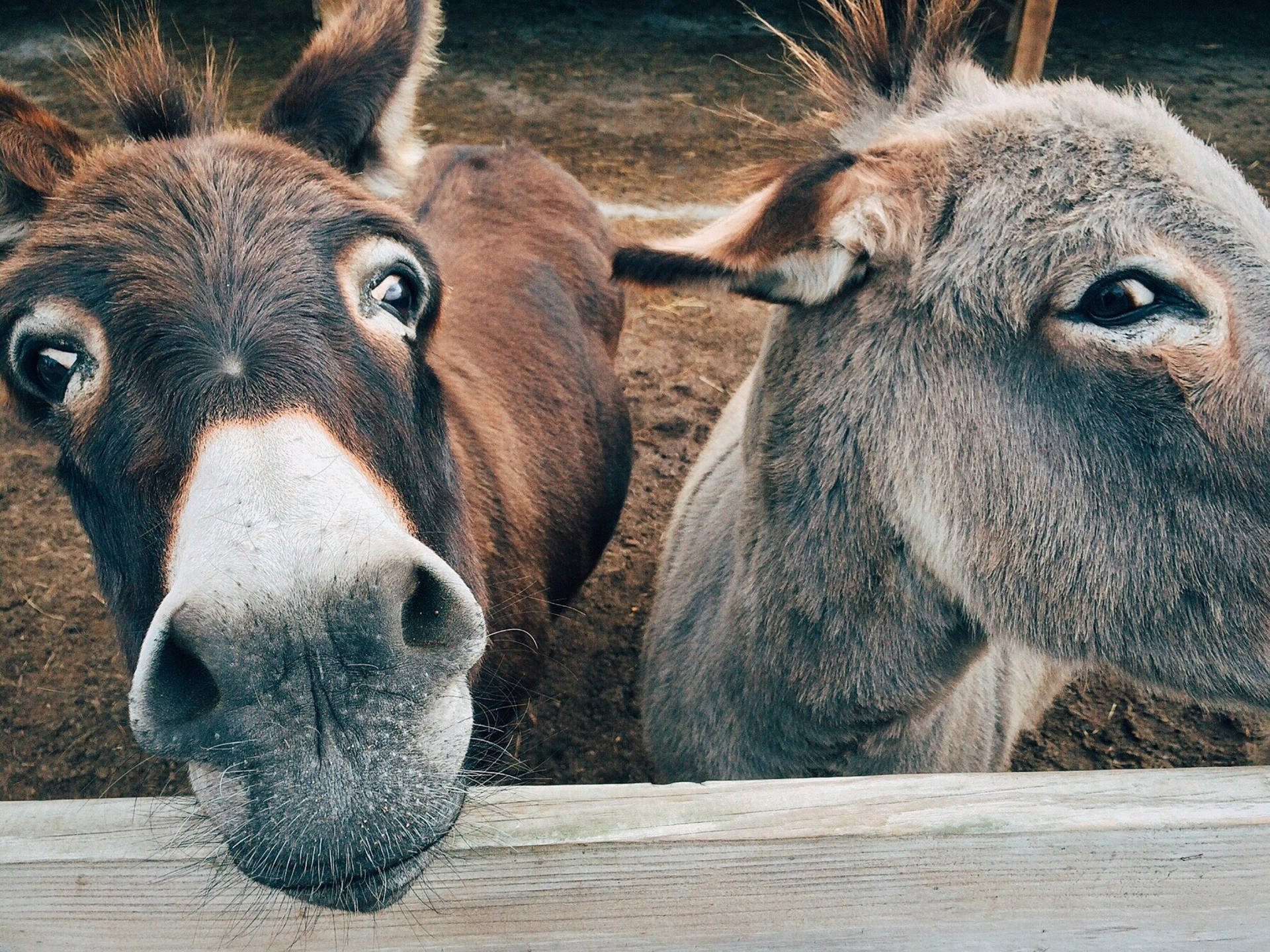 Donkey Wallpaper