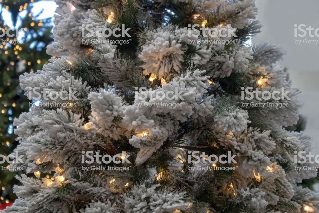 Christmas Background Of Flocked Tree With White Lights Dark