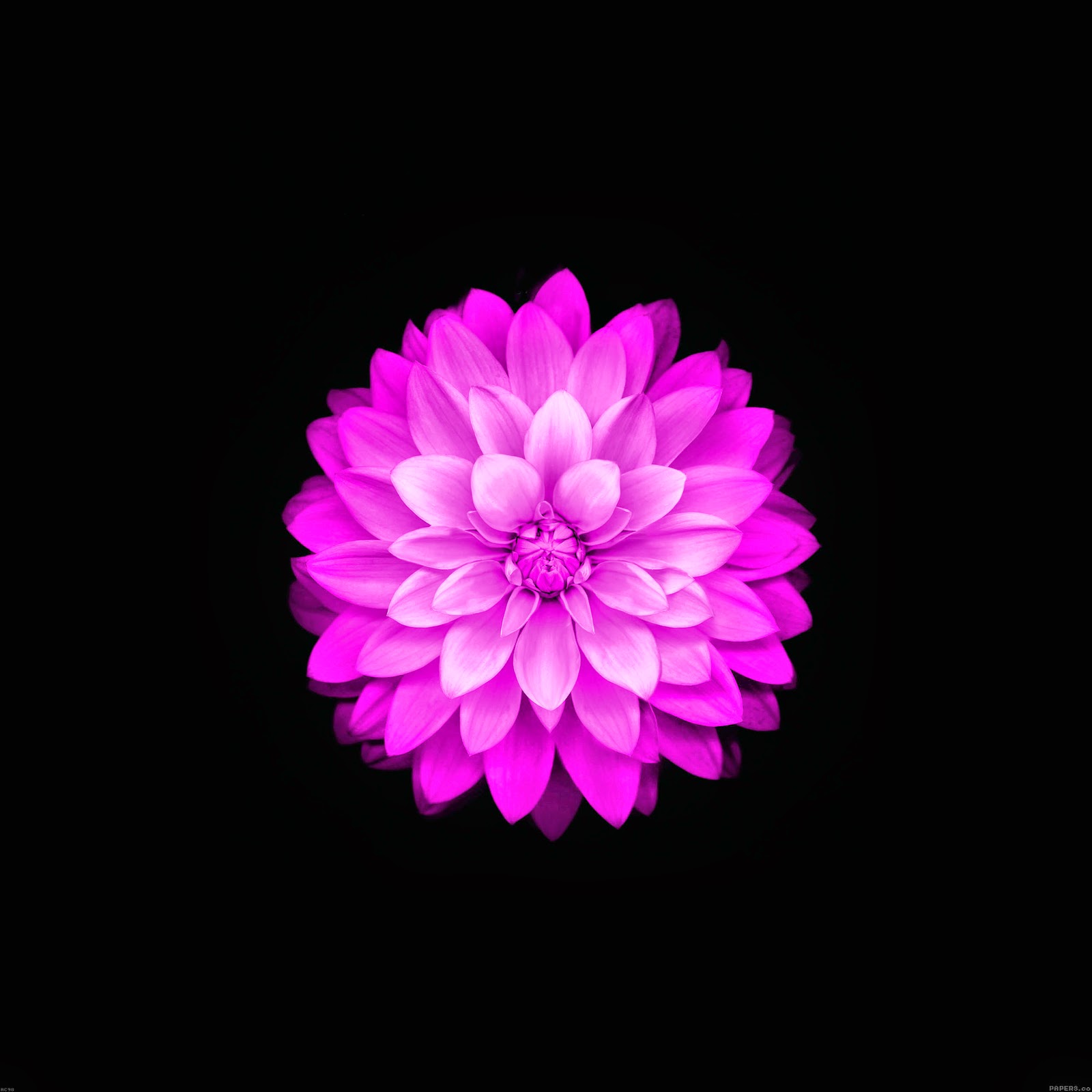 creative desktop wallpaper for mac flower