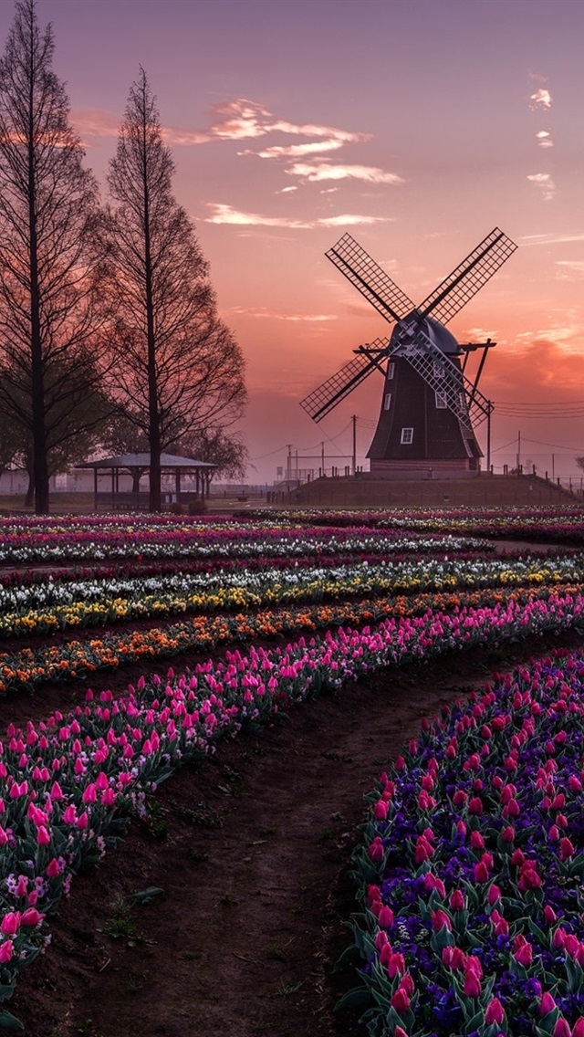 Netherlands tulips flowers fields trees windmill 640x1136 640x1136