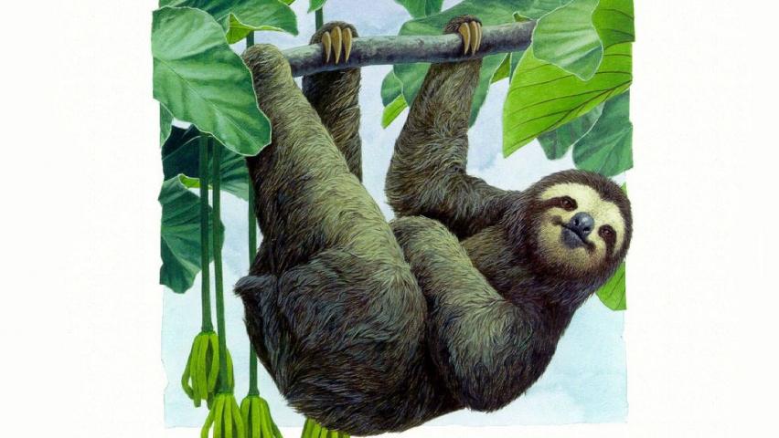 Sloth Cartoon Animal Photos Monkeys Pictures Animals HD