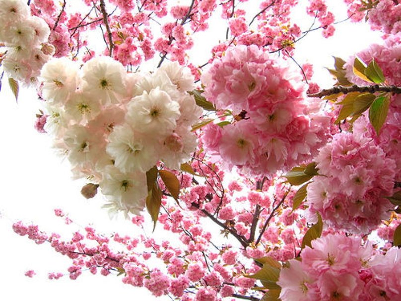 Sakura Blossom Tree Wallpaper