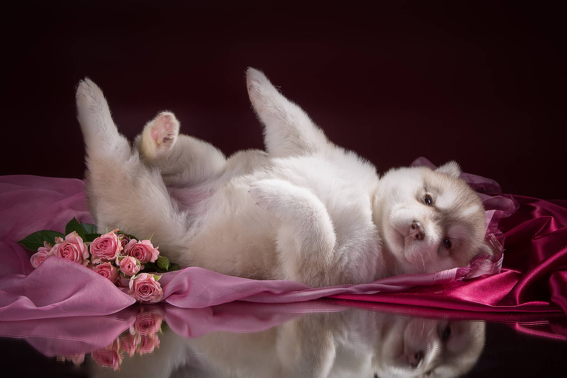 Cute Puppy Wallpaper