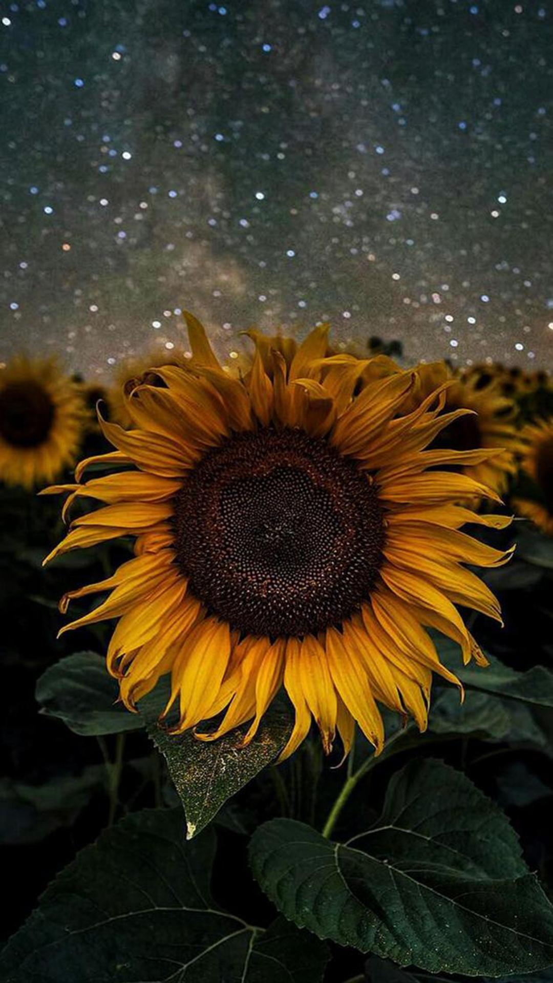 Sunflower iPhone Wallpaper - Free Phone Background - Verderamade