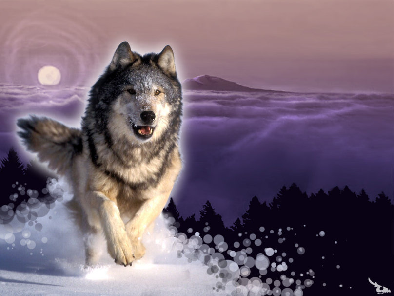 Am Ming Home Master Wolf Hunting Wallpaper