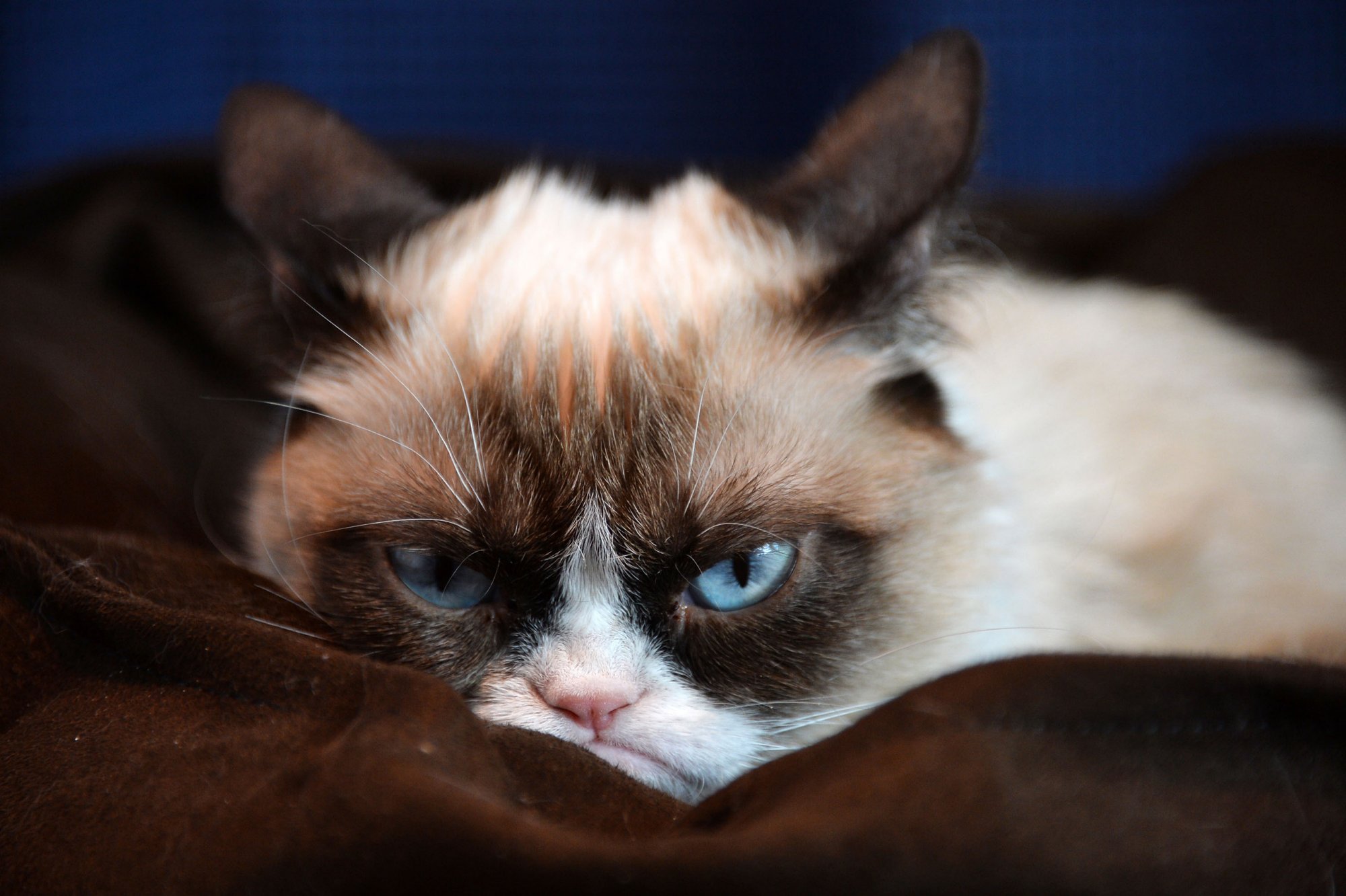Grumpy Cat HD Desktop Wallpaper HD Desktop Wallpaper