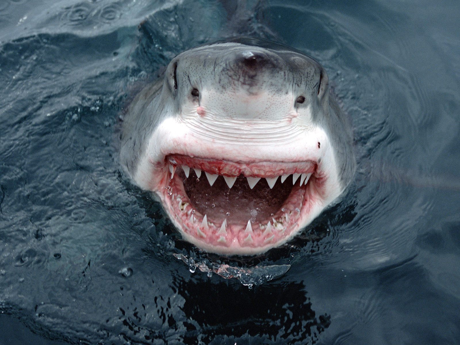 Great White Shark Jumping Out Of Water Wallpaper   Viewing Gallery