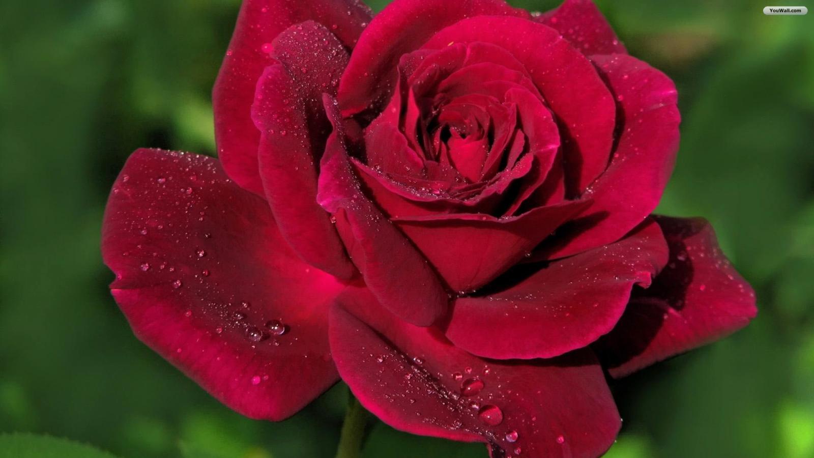 Beautiful Red Rose Wallpaper 1600x900 82 KB