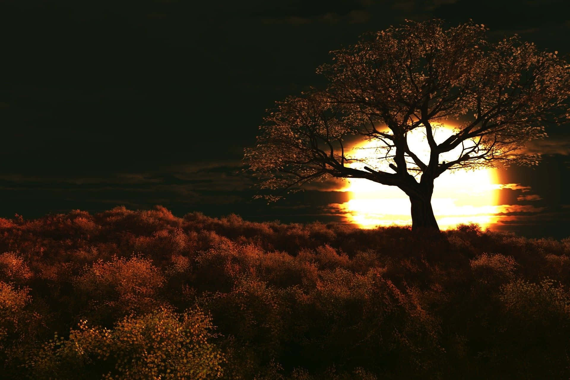 Dark Nature Background Wallpaper