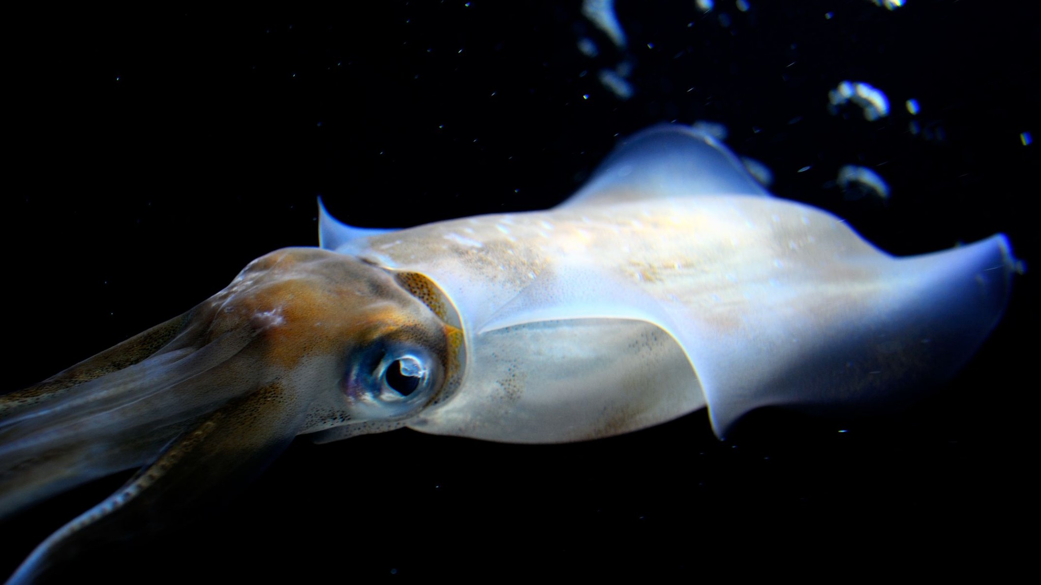 Squid Swim Alone Underwater Animal Fish Photo Image HD Wallpaper 2048x1152