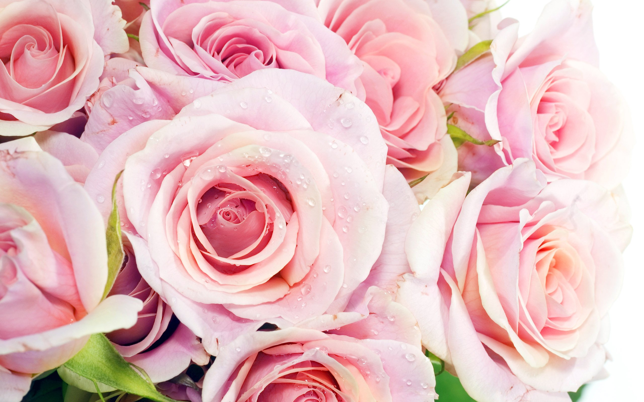 Pink Roses Wallpaper