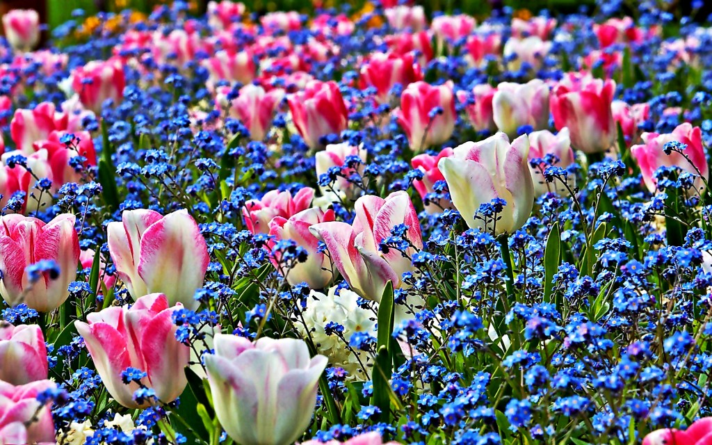 Dream Spring Field Of Flowers HD Wallpaper
