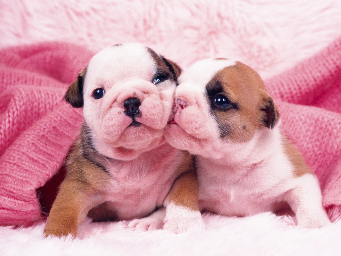 Pink Pug Puppies Wallpaper Desktop