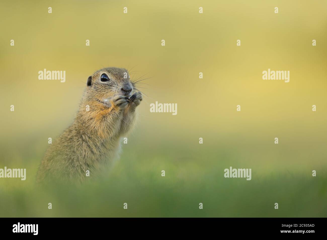 Portrait Ground Squirrel From Wild Nature Little Funny Rodent