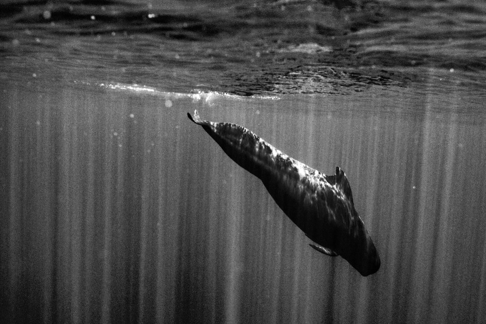 Pilot Whale Wallpaper