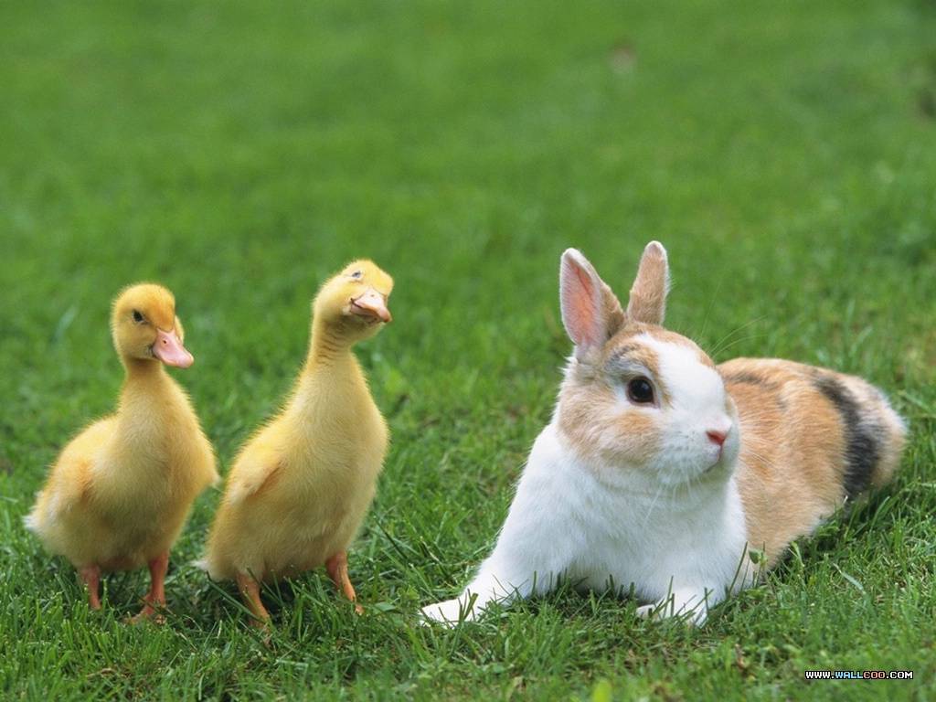 Animals Baby Farm Image Wallpaper Ducks And Rabbit Tweet Picture