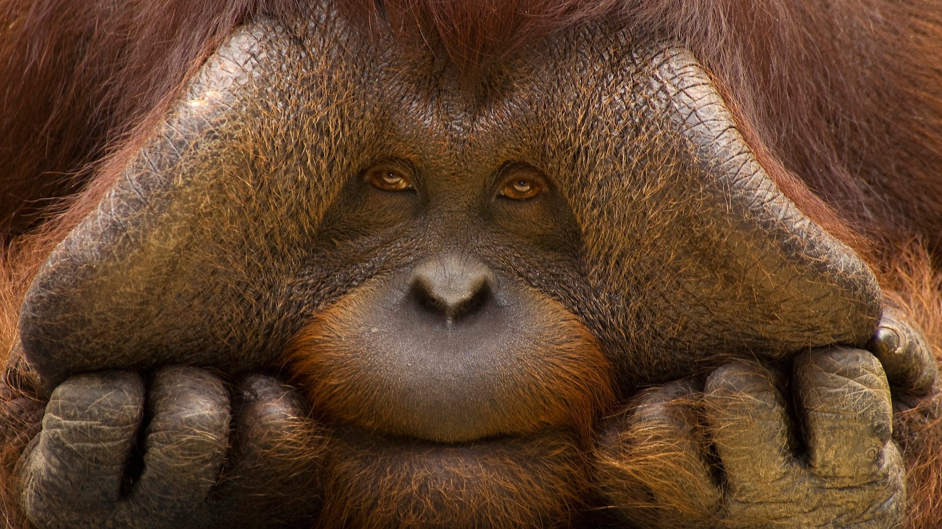 Orangutan iphone HD wallpapers  Pxfuel