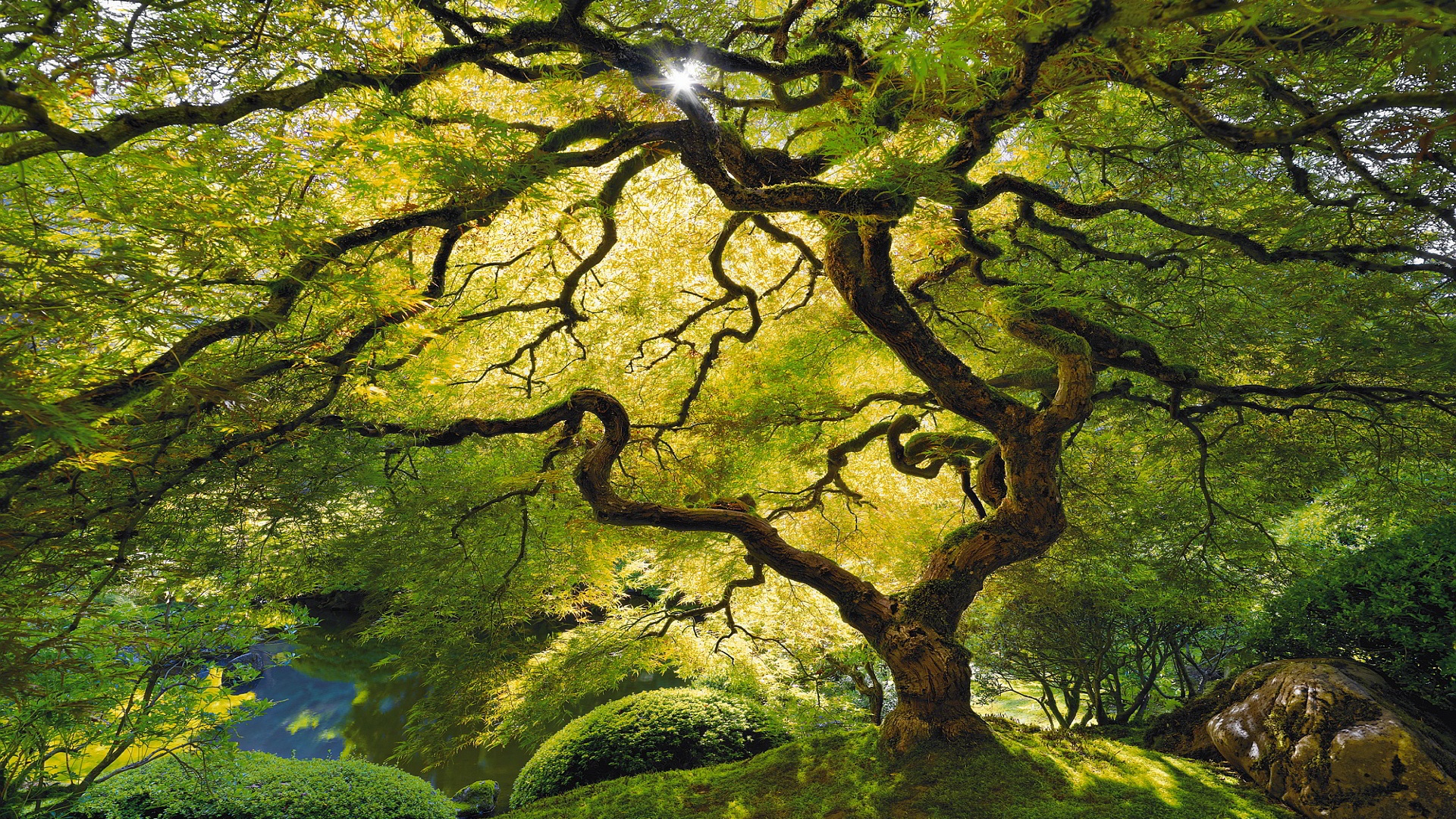 HD Tree Wallpaper