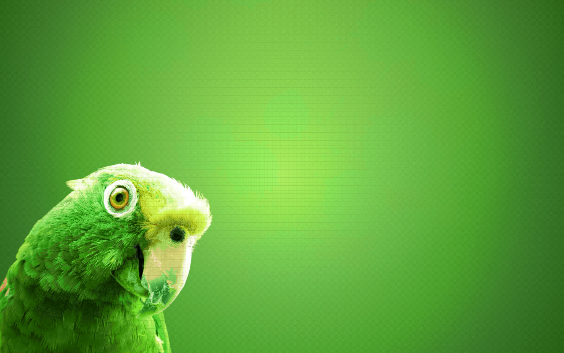 Beautiful Parrot Bird HD Wallpaper Collection