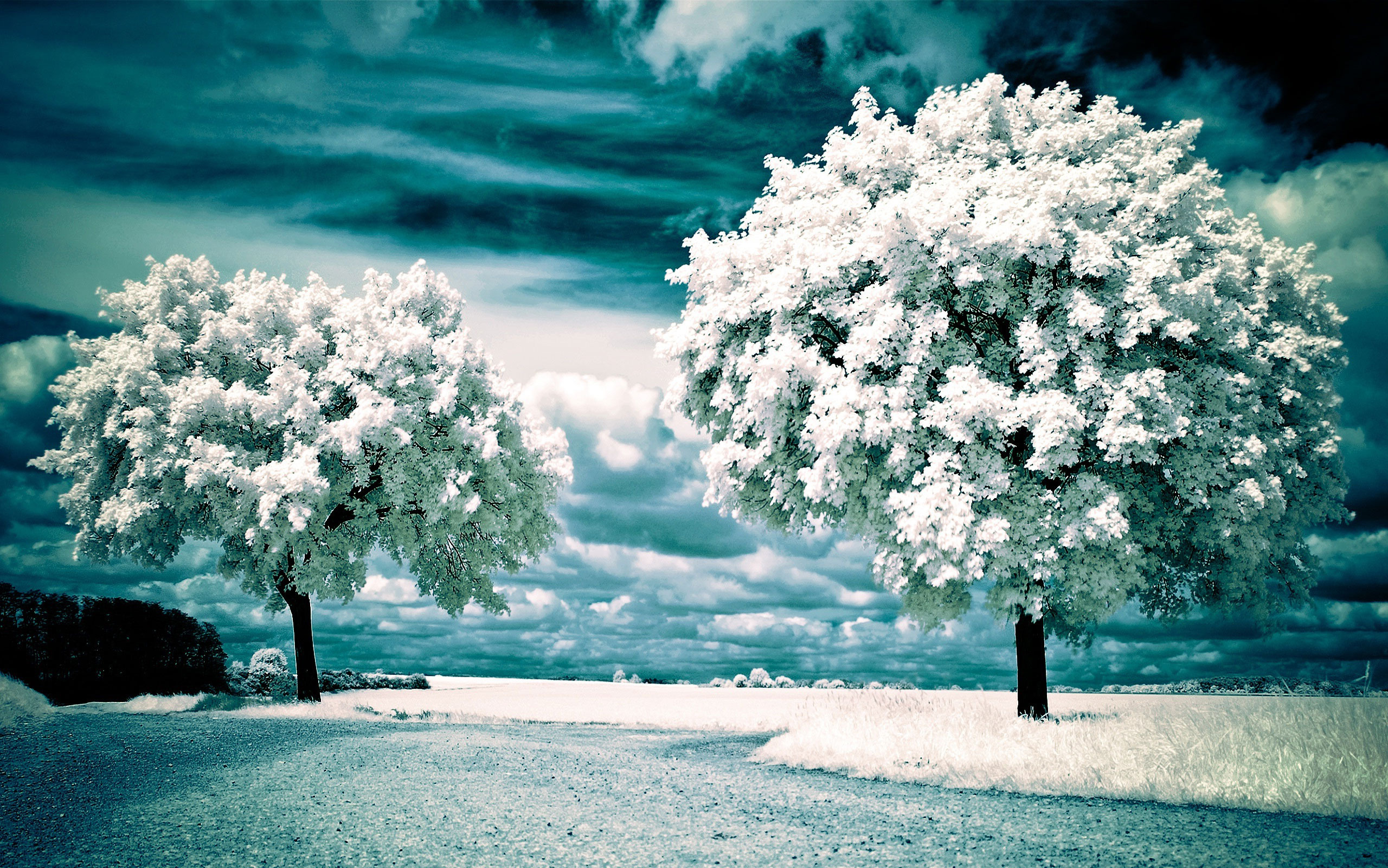 Infrared image of two snow-covered trees in a winter landscape with a teal sky
