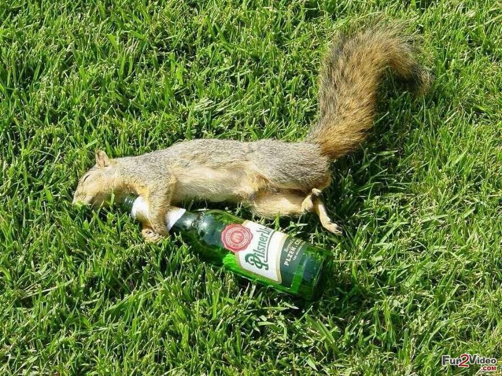 Drunk Squirrel Funny Wallpapers and This Funny Squirrel Make You Smile