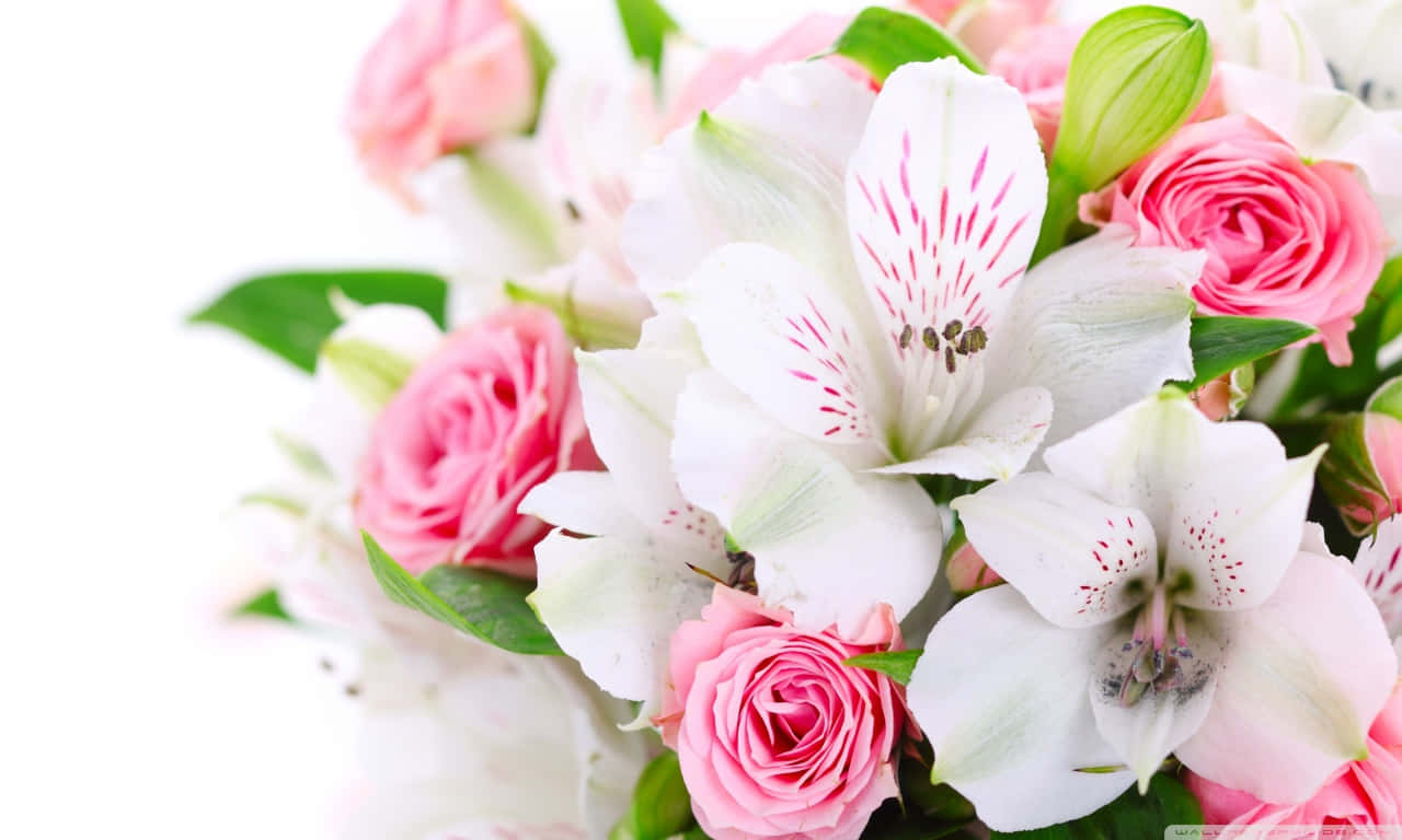 Delicately Blossomed Rose In Resolution Wallpaper
