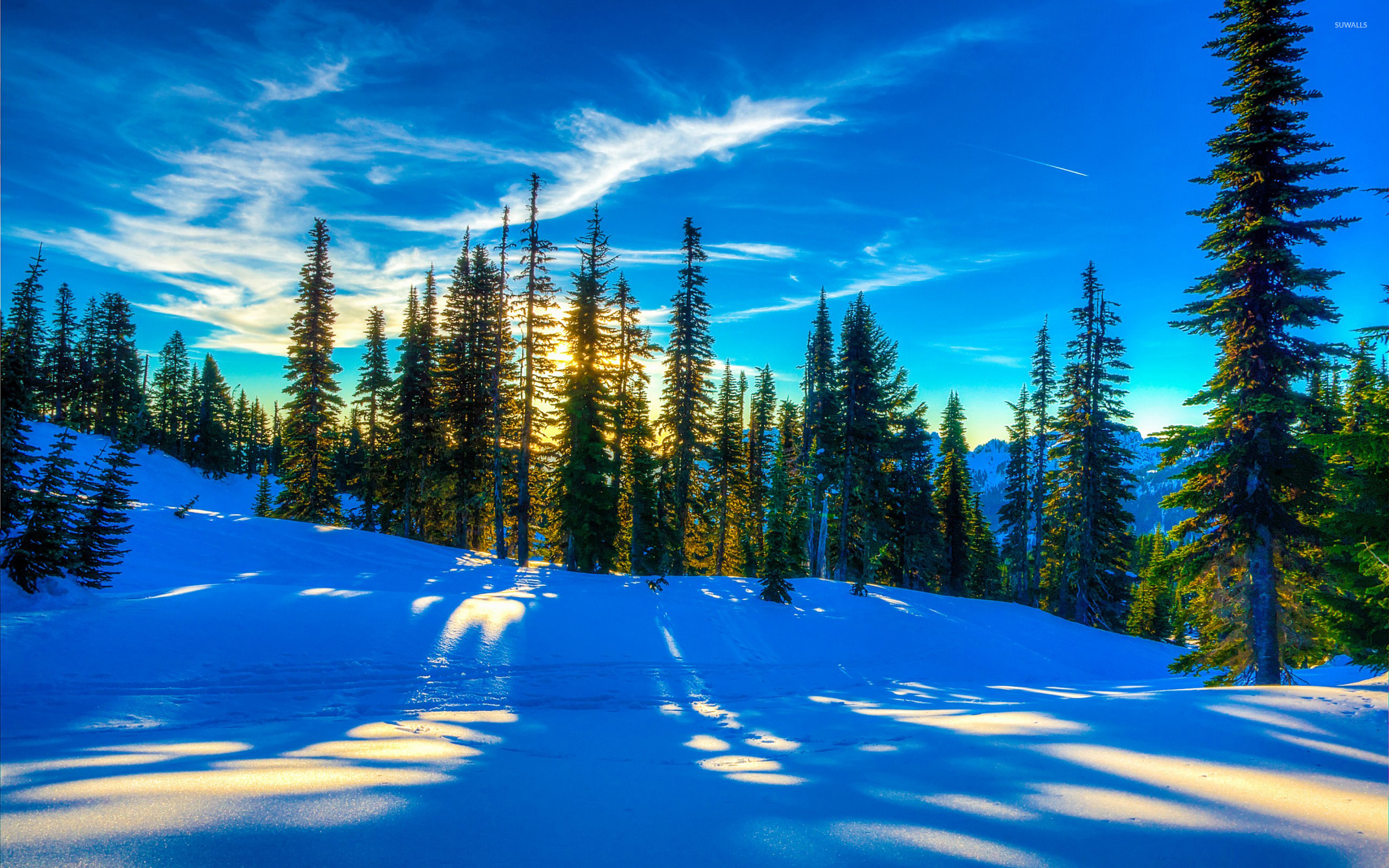 Sunlight reflecting in the snow wallpaper   Nature wallpapers   48019 2560x1600