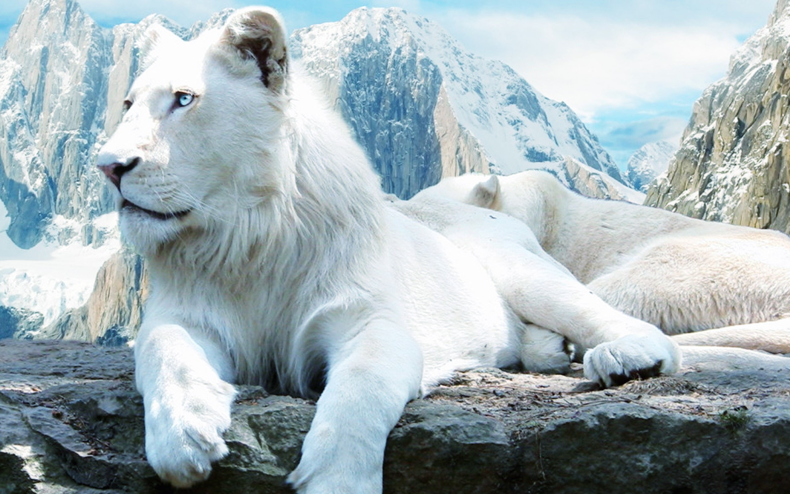 Two majestic white lions resting on a rock overlooking a snowy mountain range