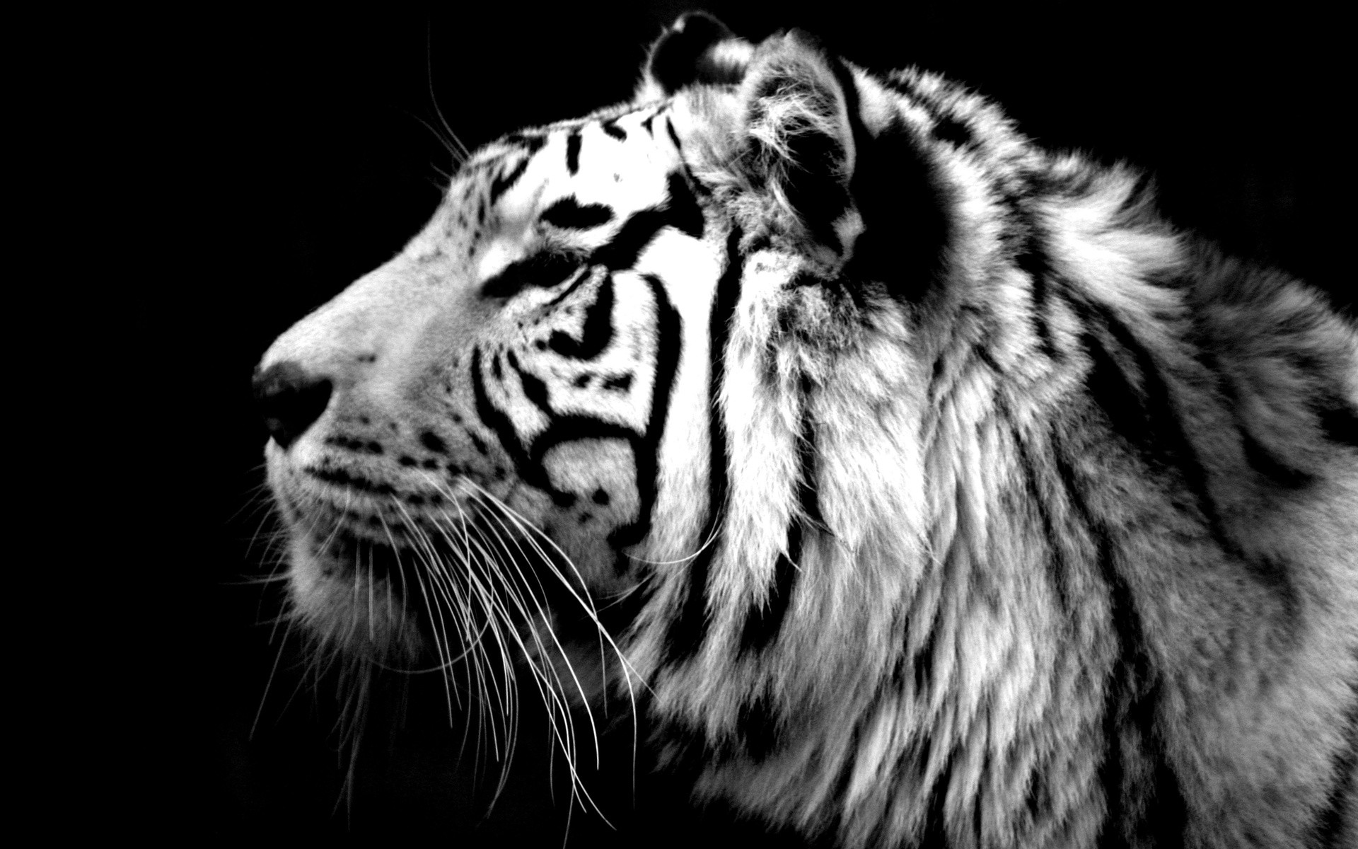 Tiger Desktop Wallpaper Picture For Desktoppicture