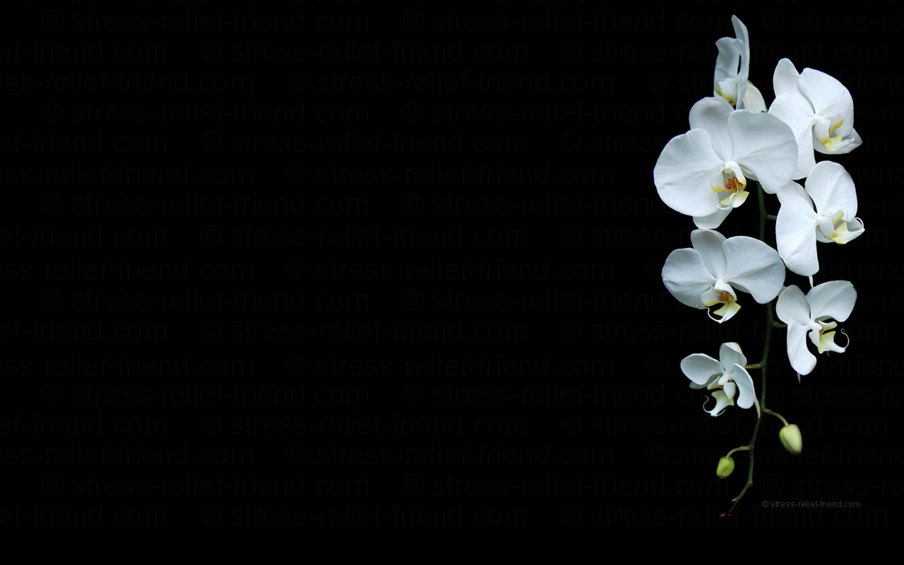 Windows Orchid Wallpaper For Desktop Background HD