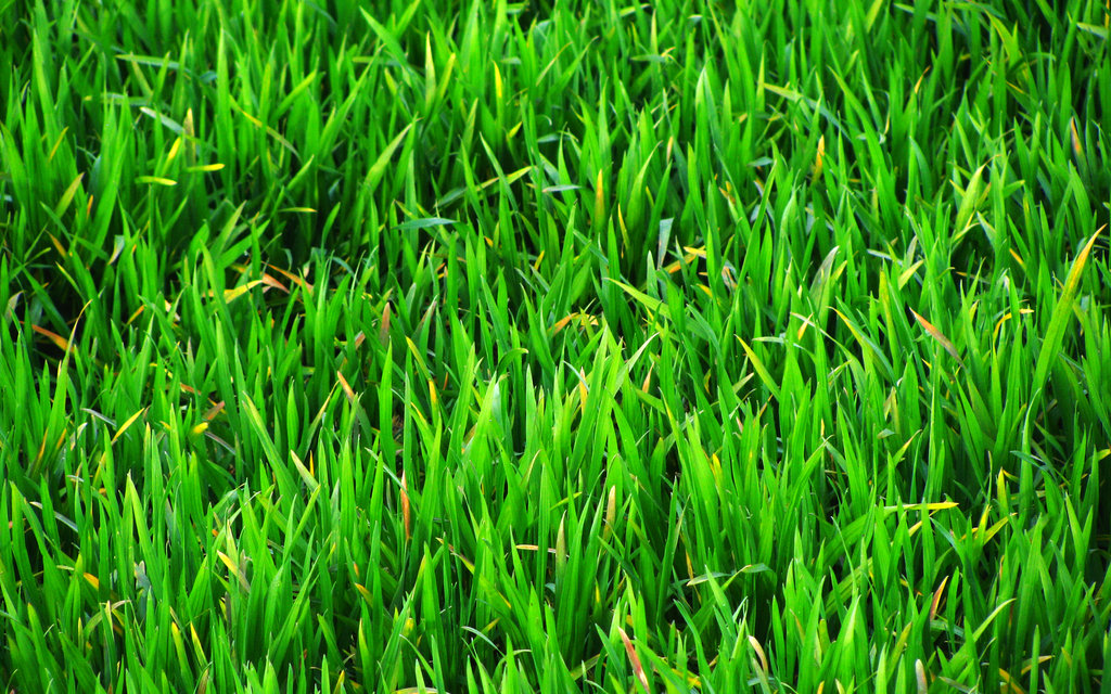 Grass Wall Paper Grasscloth Wallpaper