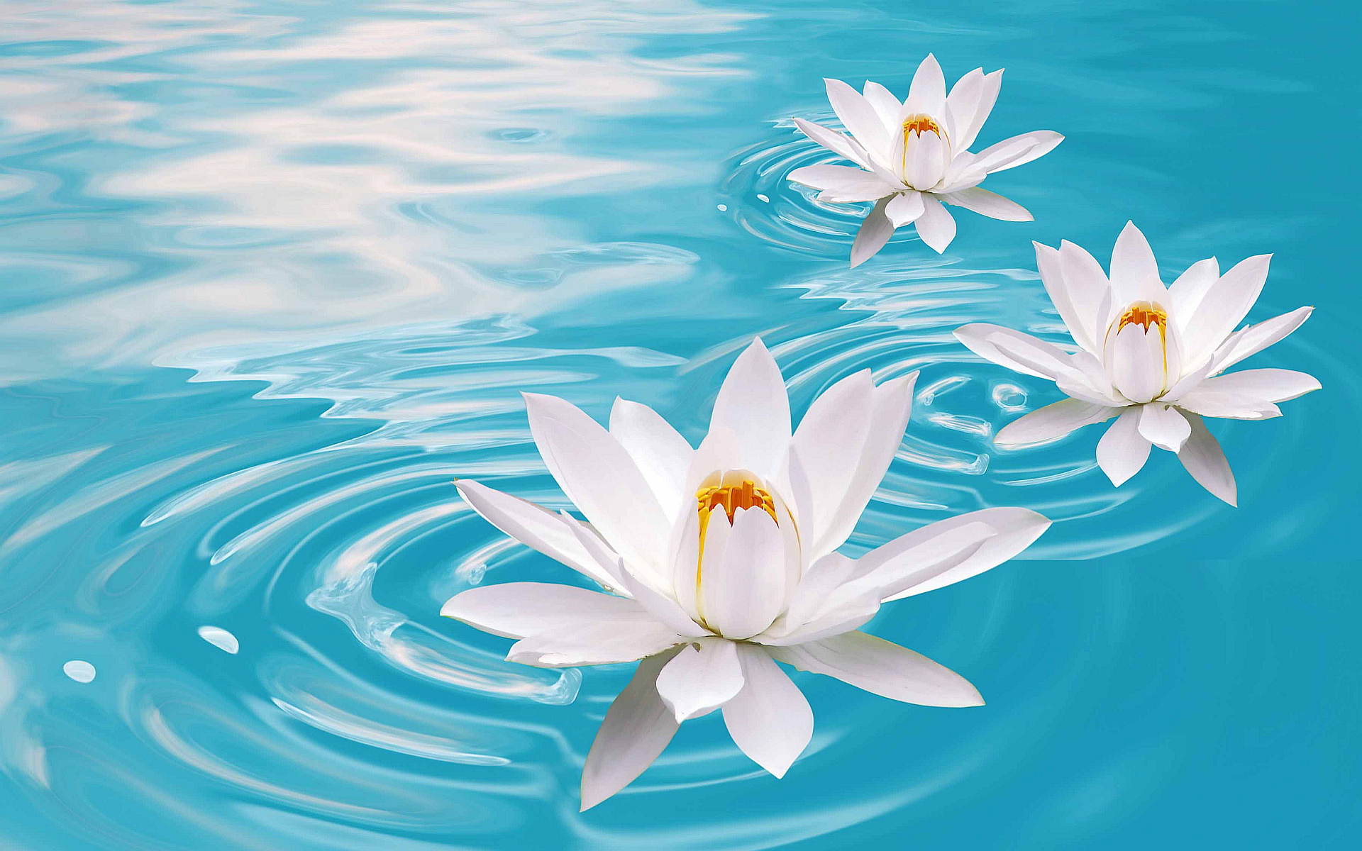 Lotus Wallpaper
