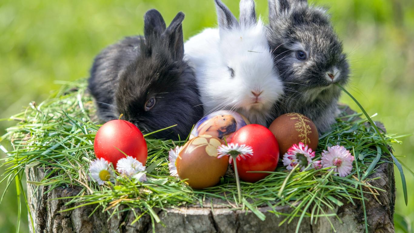 Easter Bunny Wallpaper Background Image