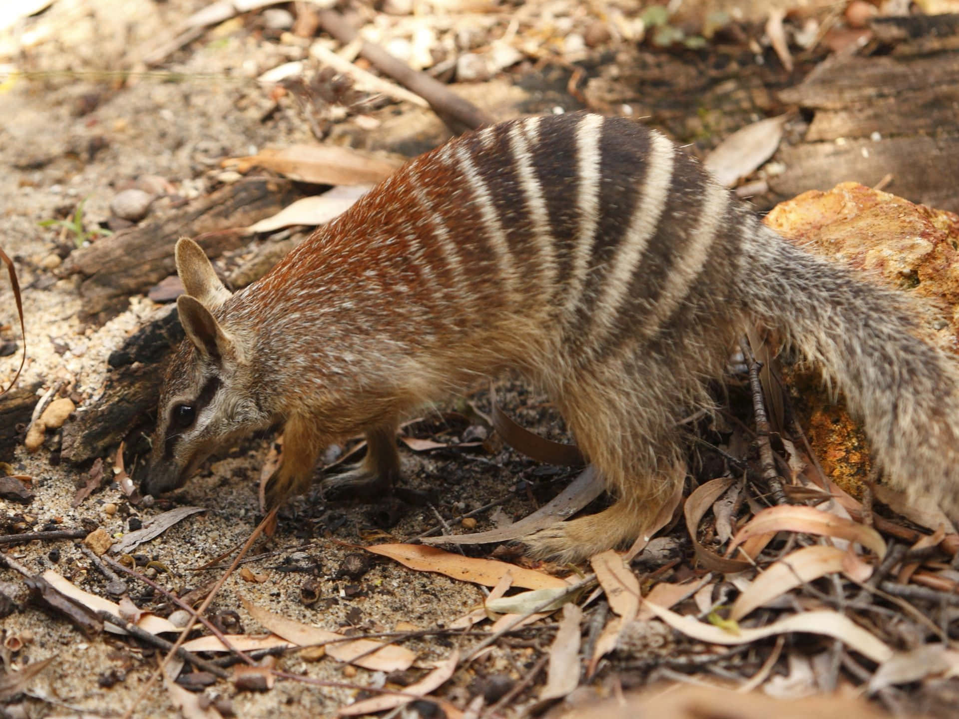 A numbat, also known as a banded anteater, foraging on the ground in its natural habitat